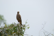 Savanna Hawk